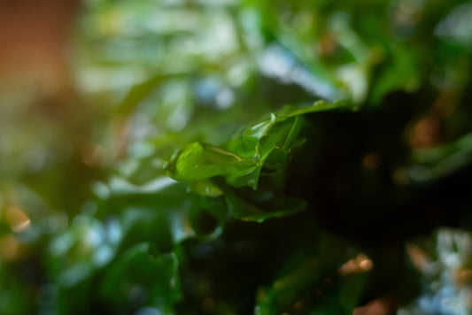 The Benefits of Oceans Greens