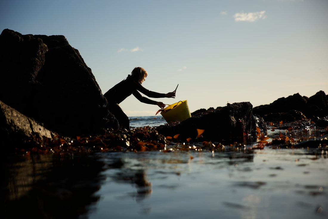 How We Safely, Sustainably & Ethically Harvest Seaweed.