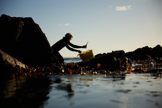 How We Safely, Sustainably & Ethically Harvest Seaweed.