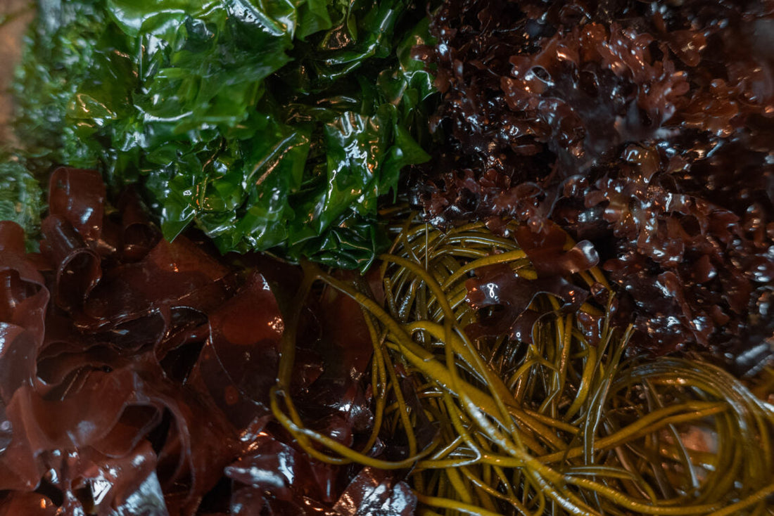 Seaweed for Postpartum Recovery
