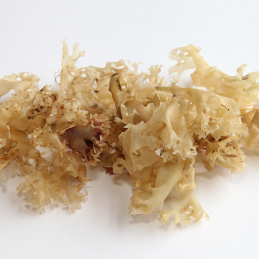 Organic Whole Irish Moss - 20g